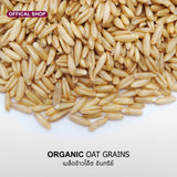 Natural & Premium Oat Grains (300g)